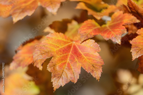 Fotografija Bright Colorful Autumn Leaves