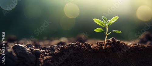 New seedling growing in dark soil with space for text earth day or nature background Copy space image Place for adding text or design