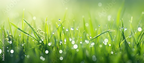 Gorgeous close up photo of fresh green grass dew and nature Copy space image Place for adding text or design