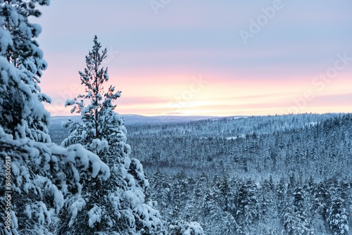 Stunning winter landscape with pine trees covered in snow