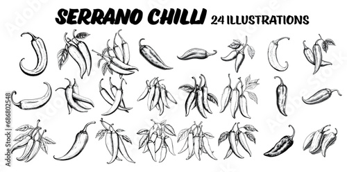 Collection of drawn jalapeño chillis. Sketch illustration © rob