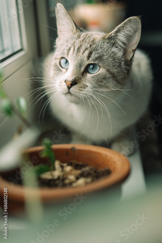 Fototapeta Naklejka Na Ścianę i Meble -  Portrait of a sad Thai cat on the window. A Thai-bred kitten. Cute cat with blue eyes looking out the window.