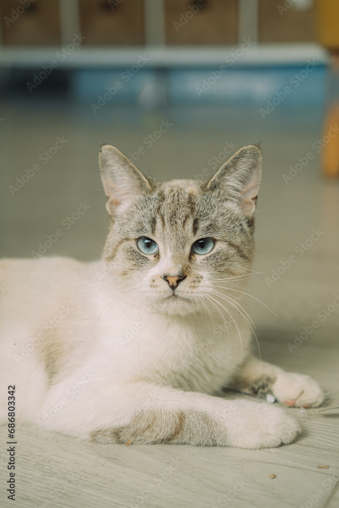 Close up view of Gray tabby cute kitten with blue eyes. Pets and lifestyle concept. Lovely fluffy cat 
