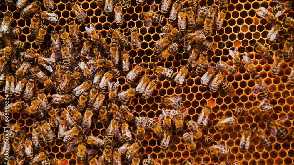 Close-up of honeycombs with numerous bees making healthy honey. Beekeeper caring for bees. Colony of hard-working bees creating delicious honey. Nature concept. Close-up of honeycombs with numerous bees making healthy honey. Beekeeper caring for bees. Colony of hard-working bees creating delicious honey. Nature concept.