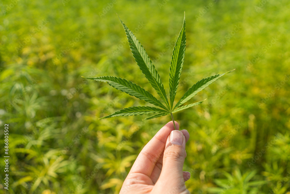 Hand holding hemp leaf in hemp plantation Hand holding hemp leaf in hemp plantation