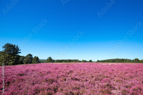 Pink heather landscape with a blue sky