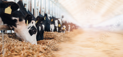 Cows holstein eating hay in cowshed on dairy farm with sunlight in barn. Banner modern meat and milk production or livestock industry photo