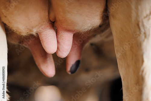 Принти на полотні Clean cow udder with teats before milking