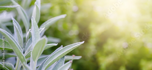 Sage leaves in the garden. Natural background with copy space.