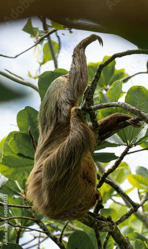 slothi time © Danny