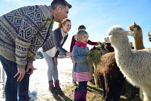 Family feeding alpacas with hay on a field in winter photo