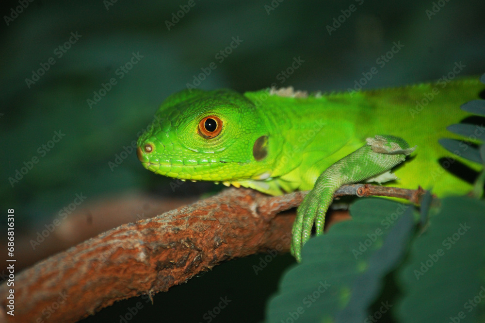 Obraz premium Iguana 