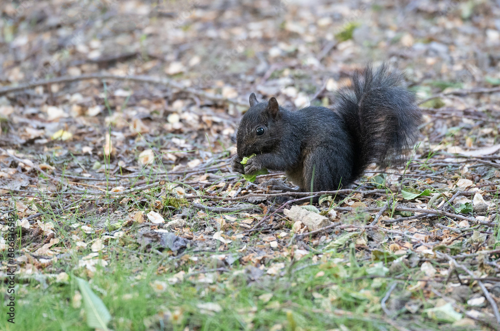 Black Grey Squirrel in Minora Park in Richmond, Vancouver, Canada Black Grey Squirrel in Minora Park in Richmond, Vancouver, Canada
