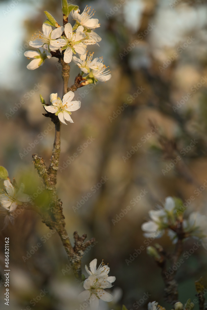 Branch with sun shining on white cherry blossoms on a spring evening in Potzbach, Germany. Branch with sun shining on white cherry blossoms on a spring evening in Potzbach, Germany.