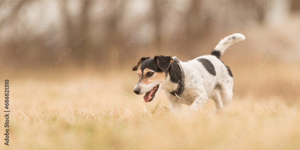 Tricolor Jack Russell Terrier dog running in early spring on a meadow against blurred background