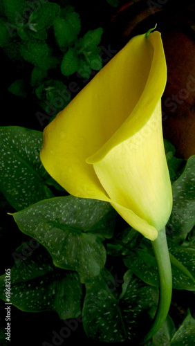 Flor amarilla cala © artdrun