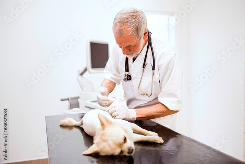 Fototapeta Naklejka Na Ścianę i Meble -  Senior vet giving dog an injection in clinic