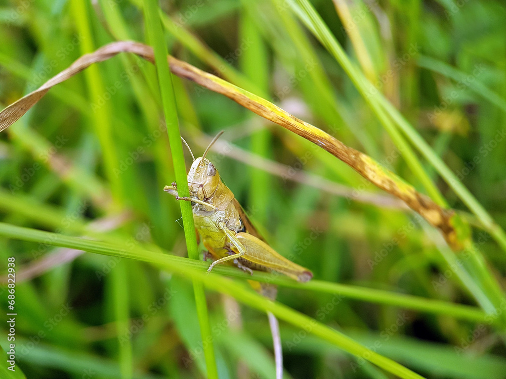 Fototapeta premium grasshopper on grass