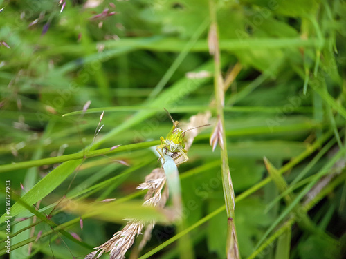grasshopper in grass © Jennifer