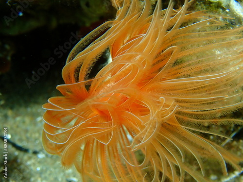 Polychaeta Smooth tubeworm or red-spotted horseshoe (Protula tubularia) extreme close-up undersea, Aegean Sea, Greece, Halkidiki photo
