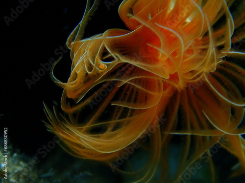 Polychaeta Smooth tubeworm or red-spotted horseshoe (Protula tubularia) extreme close-up undersea, Aegean Sea, Greece, Halkidiki photo