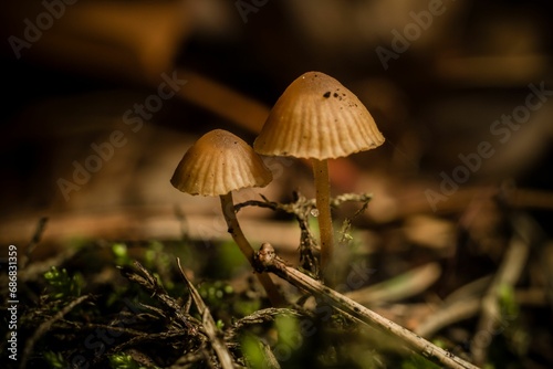 three mushrooms standing on a tree branch in the dirt and moss