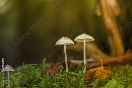small mushrooms stand on mossy ground with pine cones in the background
