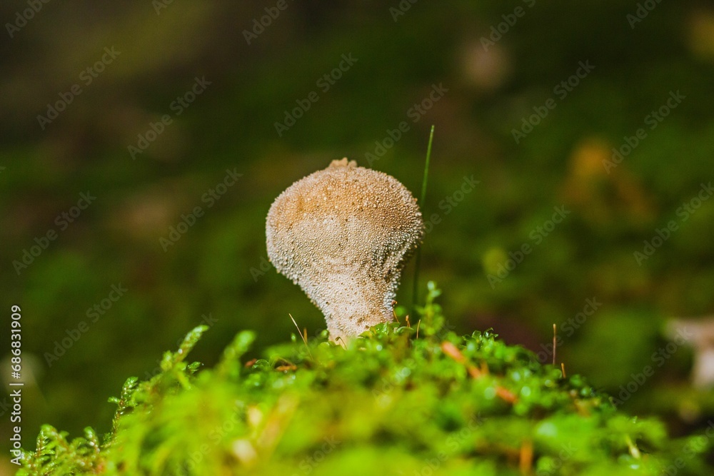 the small mushroom is on a green field covered in moss