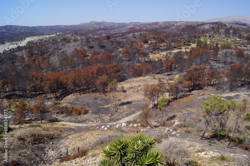 Burnt vegetation in the centre of the island of Rhodes, after the wildfires  in July 2023 photo