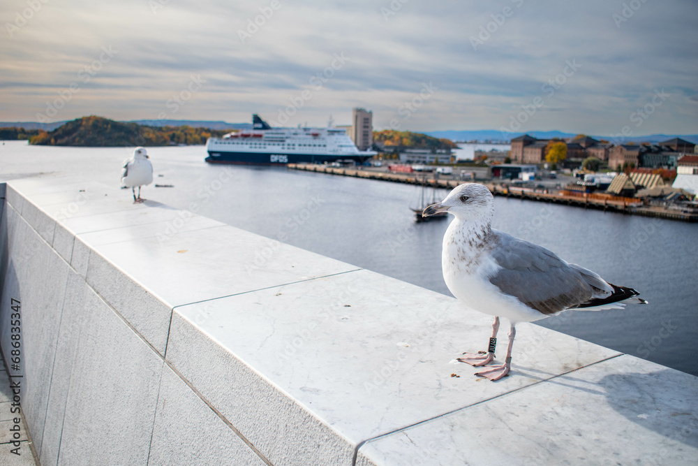 Obraz na płótnie A seagull on the Opera house roof, Oslo w salonie