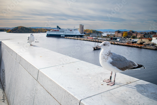 A seagull on the Opera house roof, Oslo photo