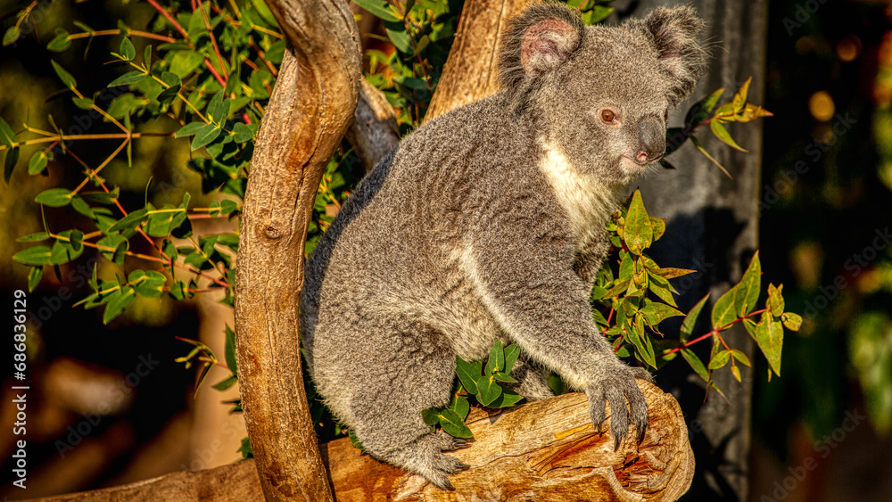 Obraz premium Koala