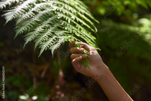 Spain, Canary Islands, La Palma, close-up of a hand touching green forest fern leaf photo