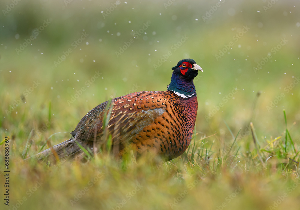 Fototapeta premium Ringneck Pheasant (Phasianus colchicus) male close up