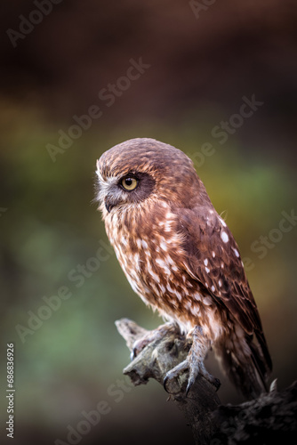 A New Zealand cuckoo owl sits on a small branch. Its brown plumage camouflages it well. The little one has a fierce look