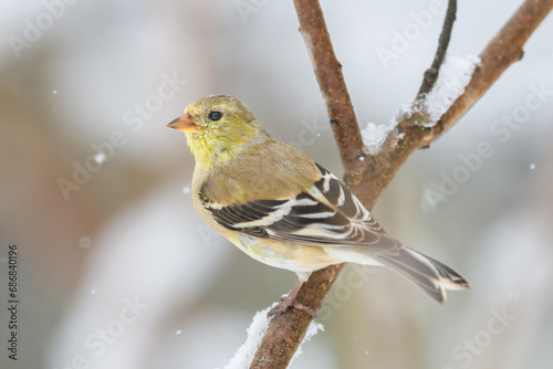 American Goldfinch bird perched on branch with blurry winter background