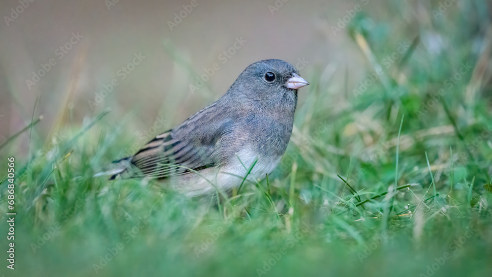 Dark-eyed Junco gray bird standing in grass at dusk Dark-eyed Junco gray bird standing in grass at dusk
