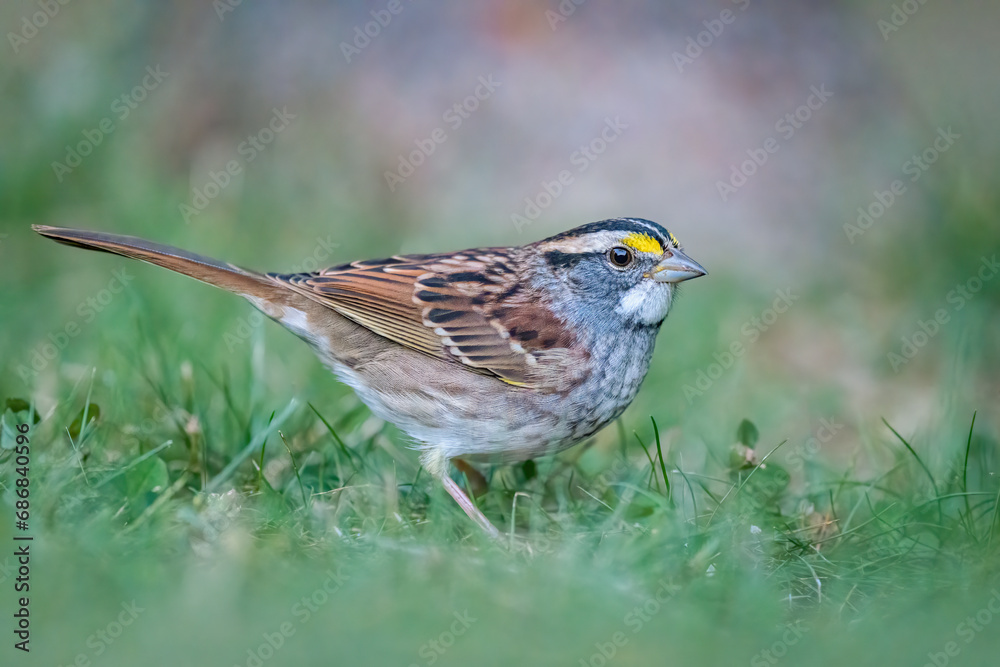 White-throated Sparrow bird standing in grass at dusk White-throated Sparrow bird standing in grass at dusk