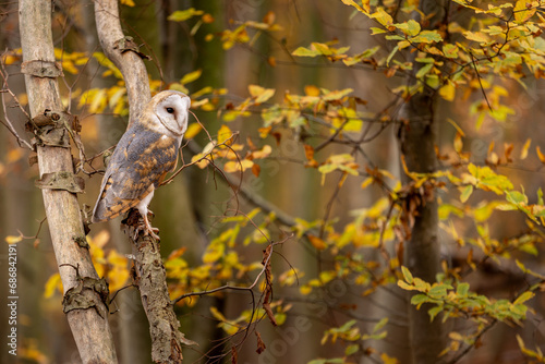 A barn owl sits on a dry trunk in the autumn forest. The golden yellow leaves can be seen in the background. © Brams.Photography