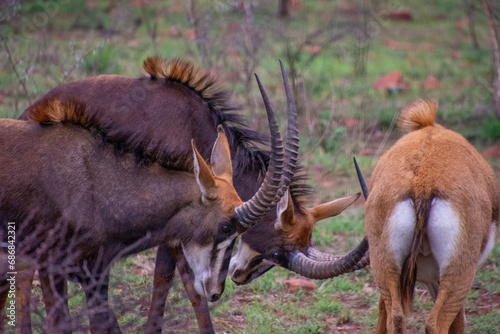 Pretty specimen of a black antelope  Sable  in the bush of South Africa