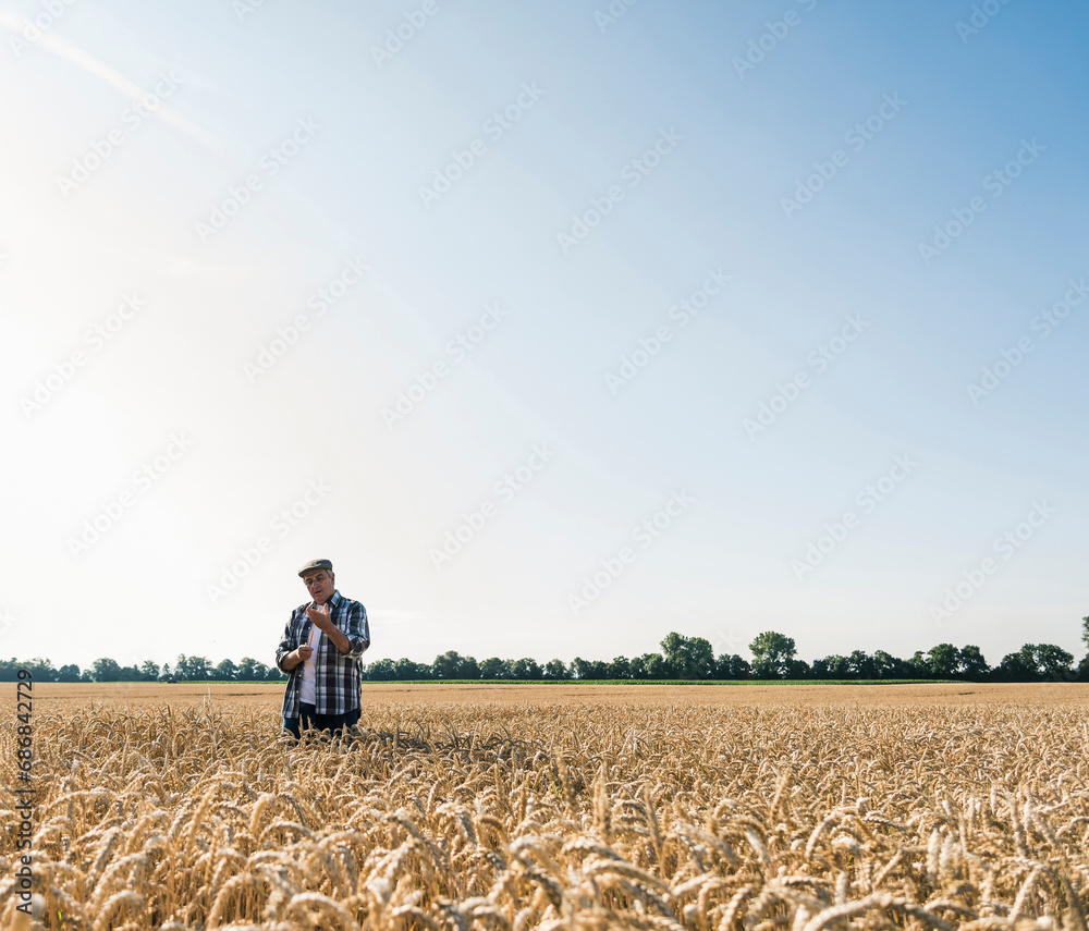 Senior farmer in a field examining ears Senior farmer in a field examining ears