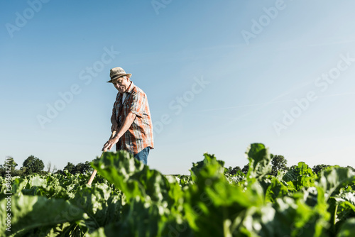 Happy senior farmer working in a field