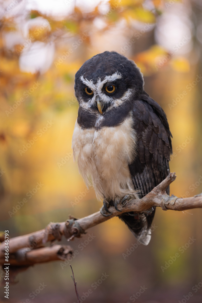 Obraz premium A wonderful animal. The spectacled owl sits on a branch and looks out into the autumnal forest. The distinctive plumage on its face gives it its name.