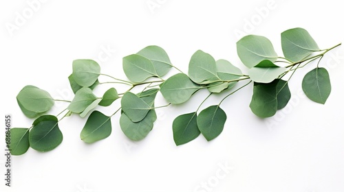 leaves isolated on white