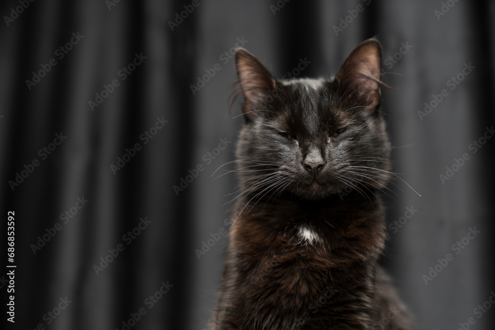 Cat, pet portrait. beautiful black cat with yellow eyes and an attentive look, dark background. black cat portrait. black background. for backgrounds or articles that need a soft, fluffy, cuddly	