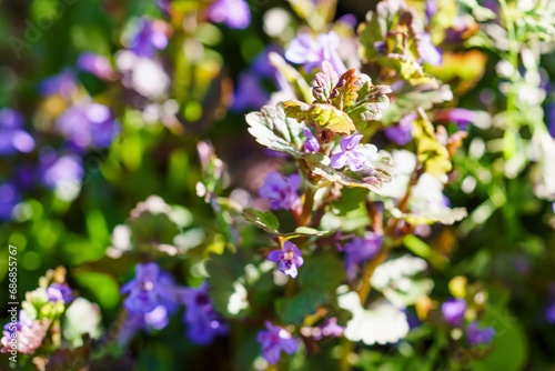 Glechoma hederacea, field balm and run-away-robin in the spring on the lawn during flowering. Blue or purple flowers used by the herbalist in alternative medicine