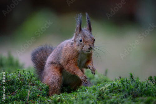 Eurasian red squirrel  Sciurus vulgaris  in the forest of Noord Brabant in the Netherlands.                                                                                                      