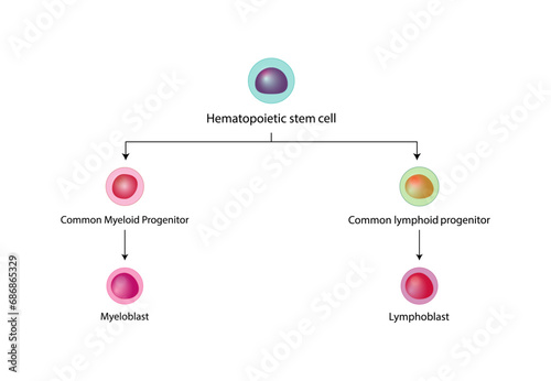 Hematopoiesis, stem cell, common myeloid and lymphoid progenitor cells, myeloblast, lymphoblast, red blood cells, platelets, Basophil, neutrophil, eosinophil, monocyte, NK cell, T and B lymphocytes. 
