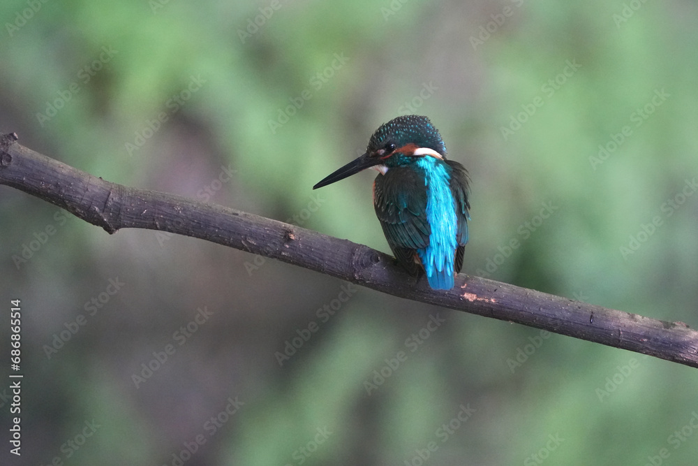common kingfisher is hunting a fish common kingfisher is hunting a fish
