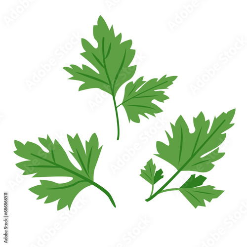 Green parsley leaves set. Cilantro leaves, raw garden parsley twig, chervil or coriander leaf collection. Vector illustration isolated on white background. photo